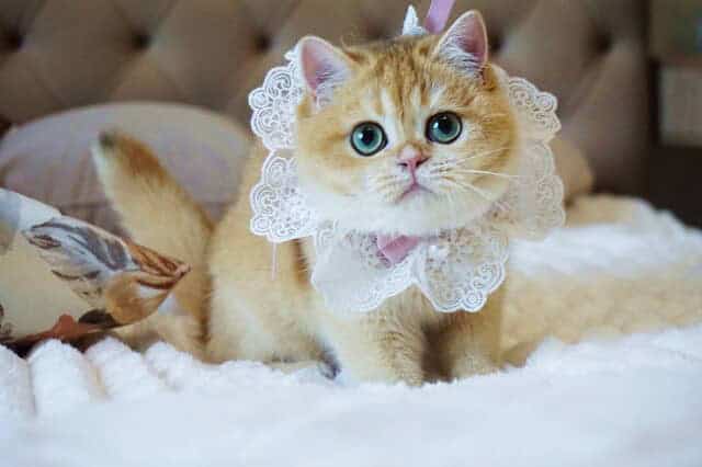 Black Golden Shell (ny12) British Shorthair Girl — image 1