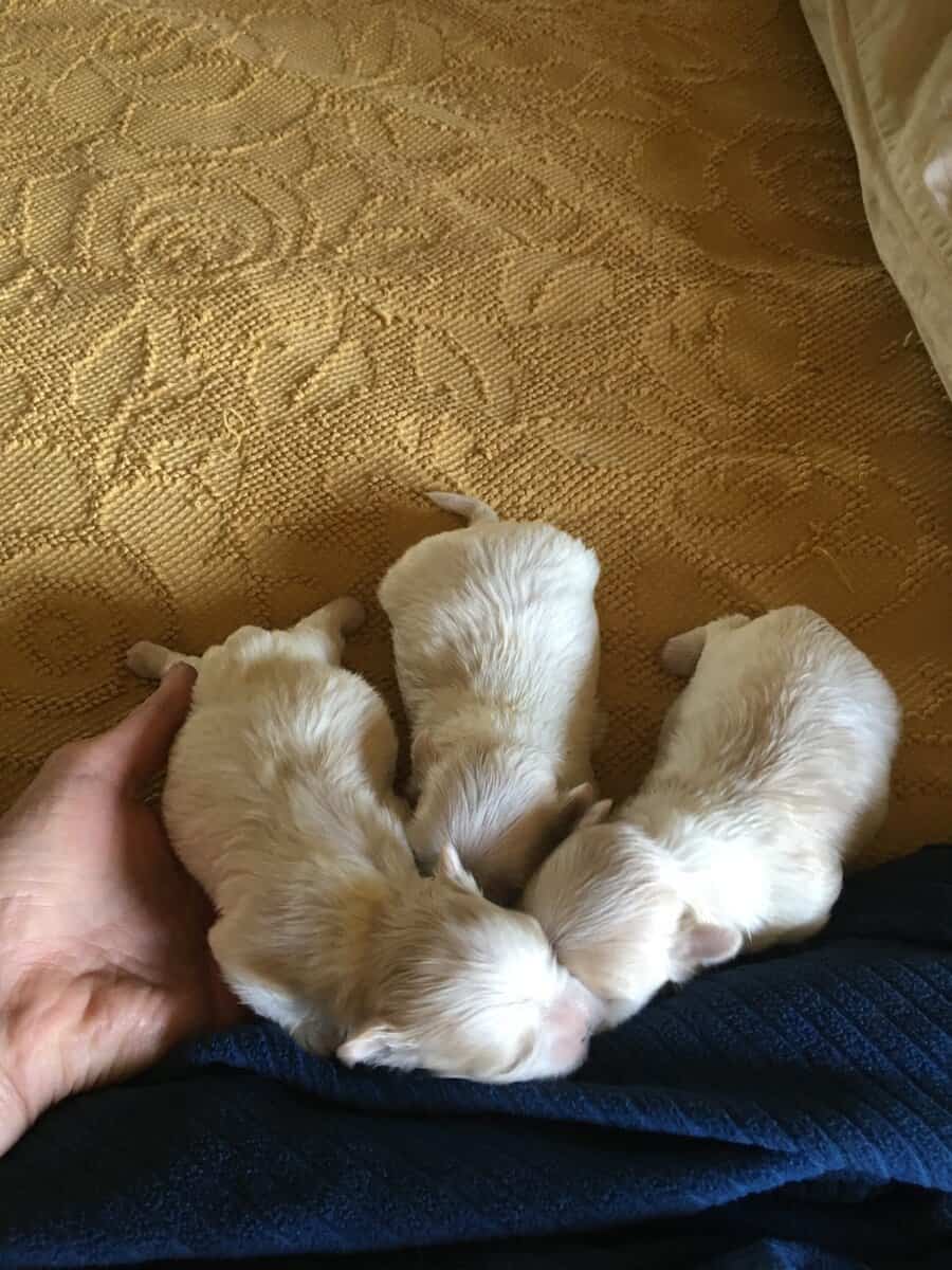 A.K.C. Maltese Puppies For Sale image 1