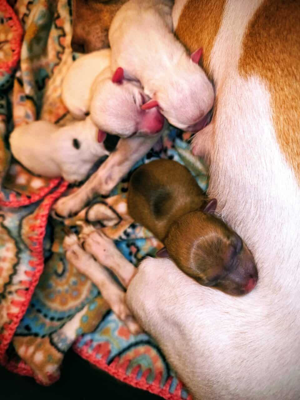 TOY Chihuahua Puppies – Ready Christmas Eve! ✨🎄 - image 13
