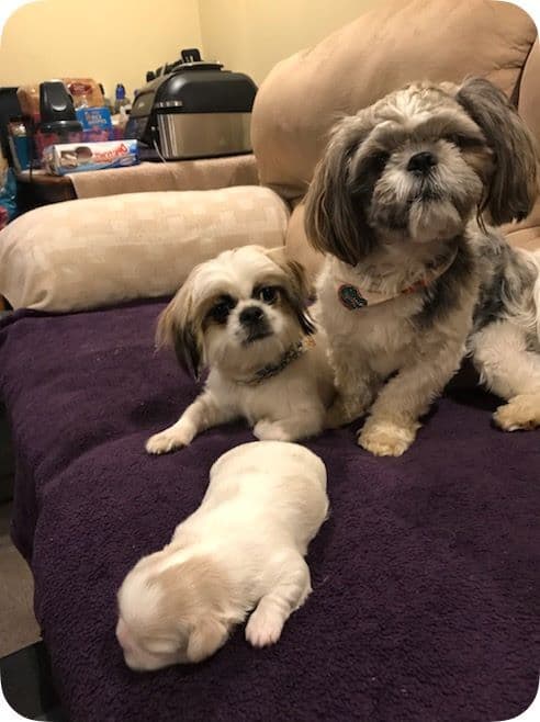 Shih Tzus For Sale image 8