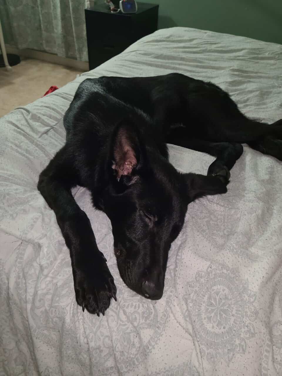 German Shepherd image 1