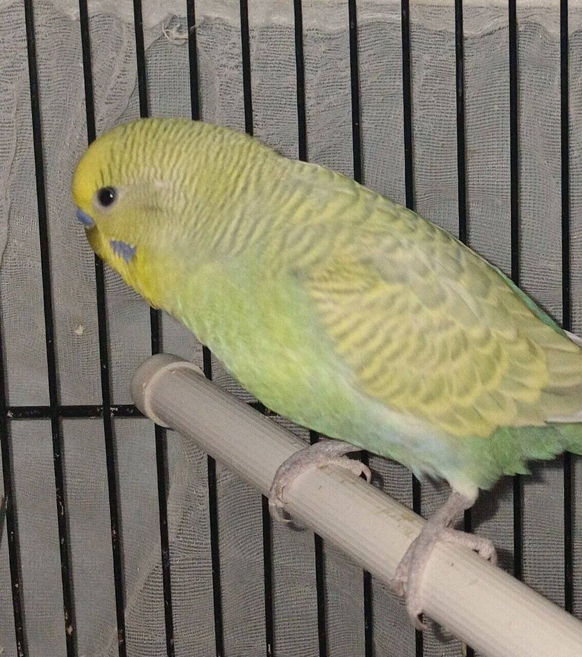(Unavailable) Sunshine Clear wing pastel budgie ☀️ image 1