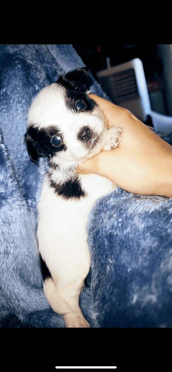 Longhair teacup chihuahua image 3