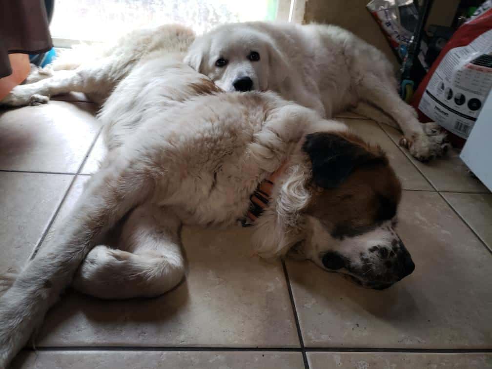 Saint Bernard/ Great Pyrenees puppies for sale. image 1