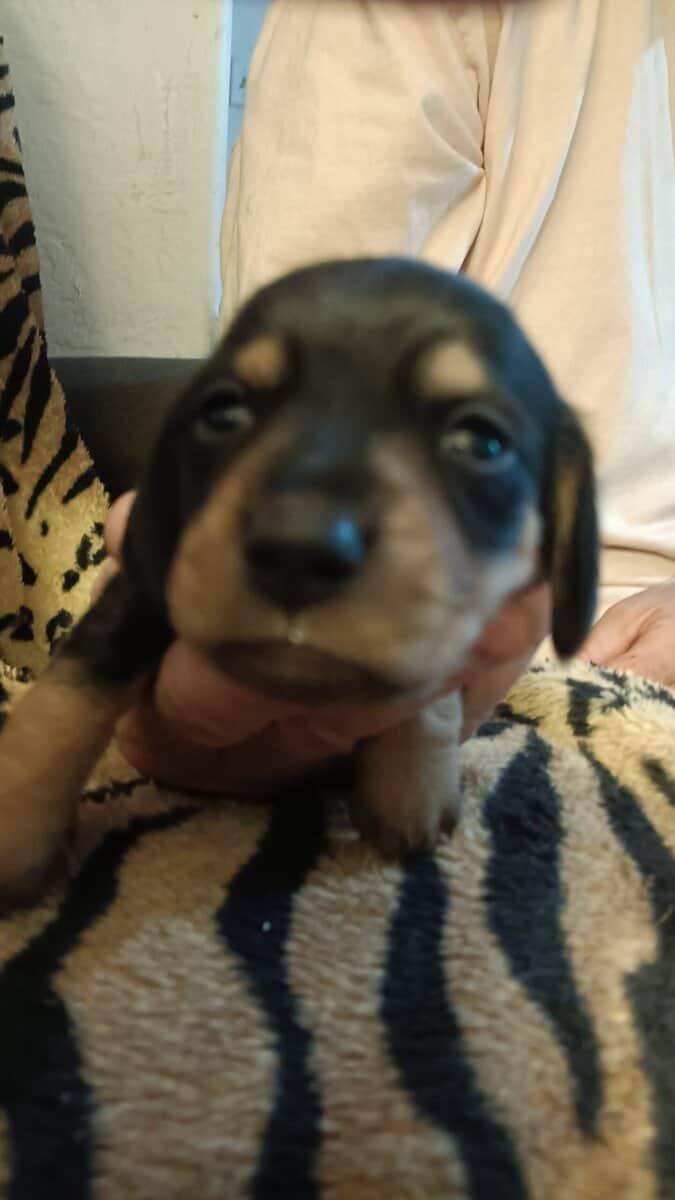 Miniature Dachshunds puppies image 2