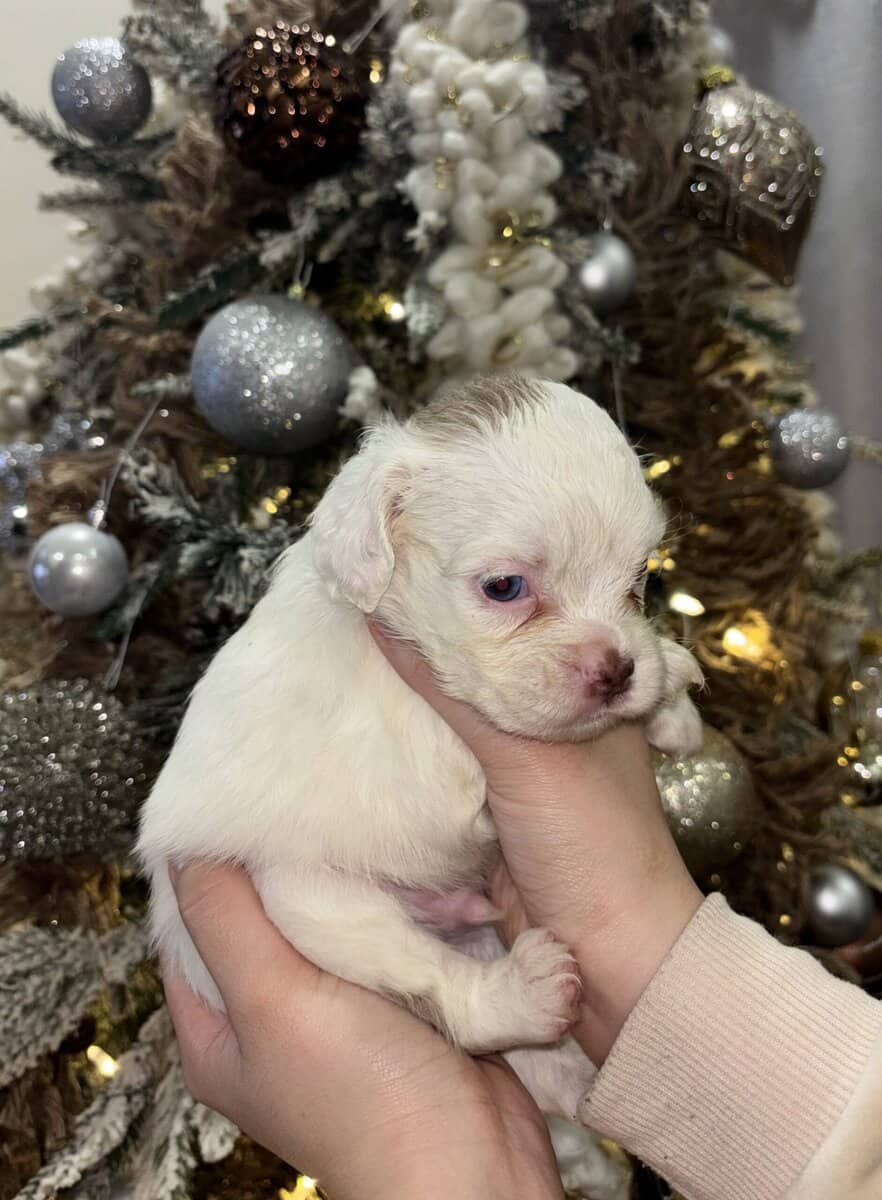 English Cocker Spaniel/French Bulldog Mix Puppies image 9