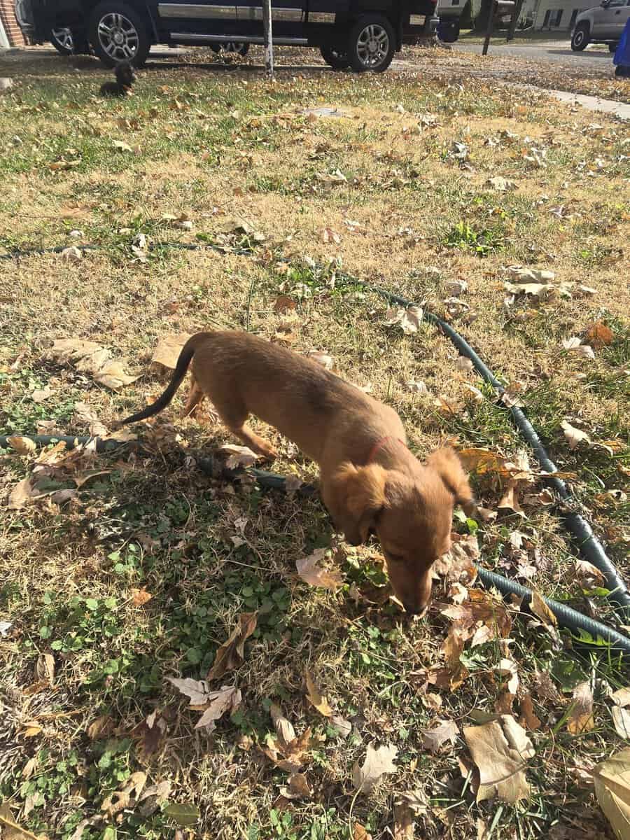 Mini weiner dog for sale image 4