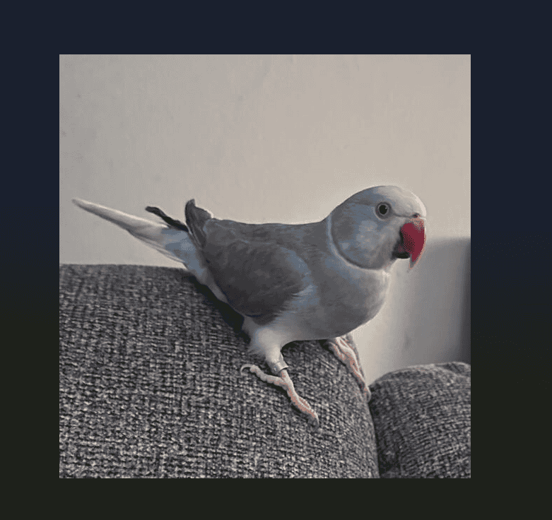 Indian Ringneck Parakeet image 4