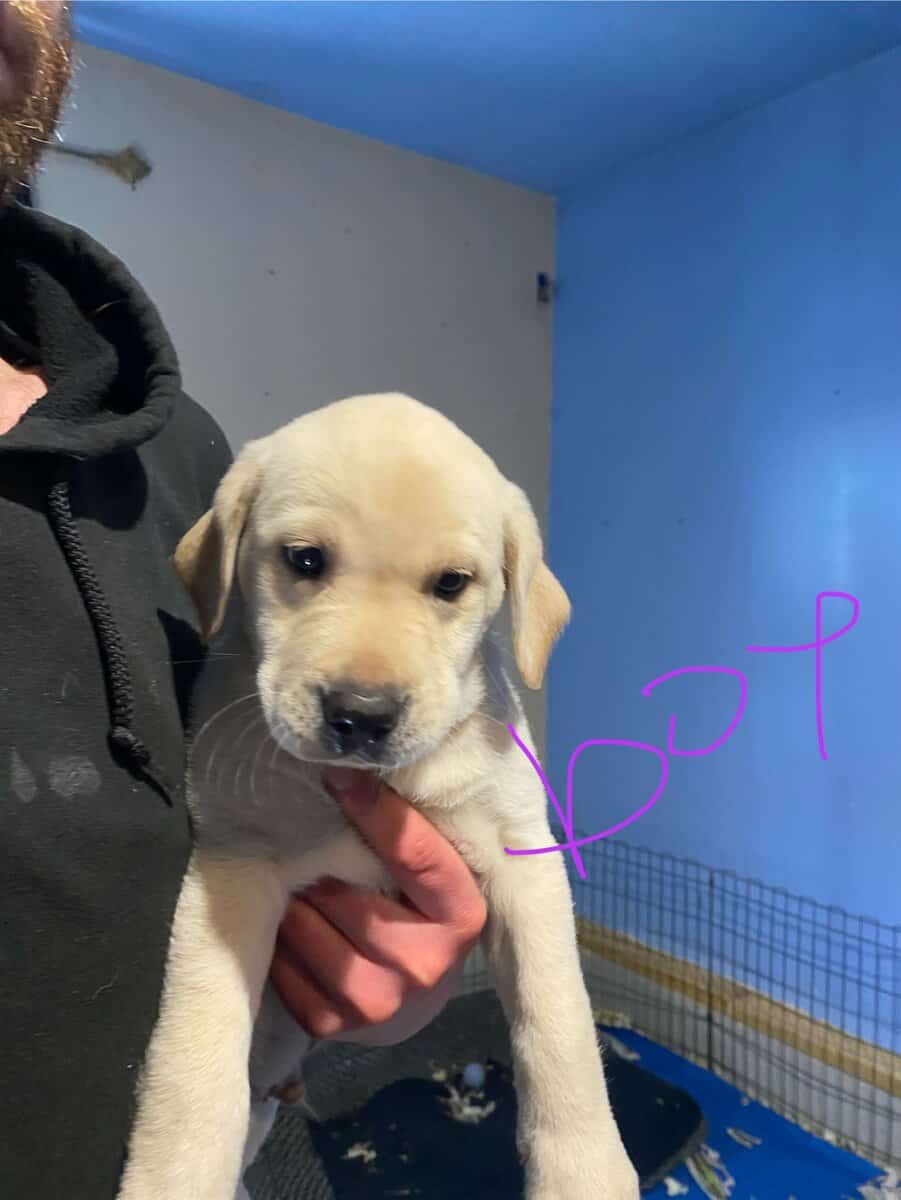 Purebred Labrador retriever puppies image 6