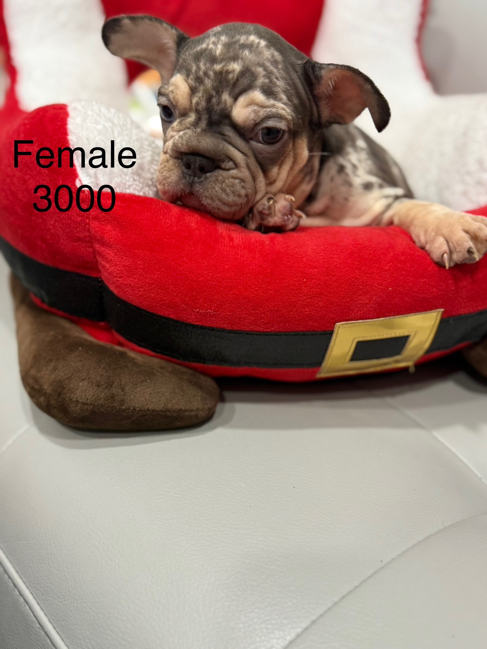 French bulldog for sale image 5