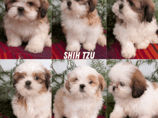 REGISTERED SHIH TZU PUPS