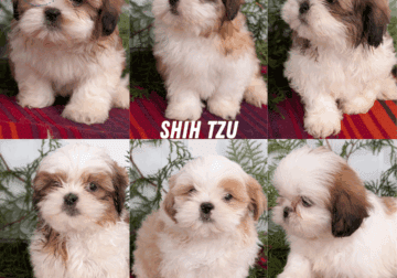 REGISTERED SHIH TZU PUPS