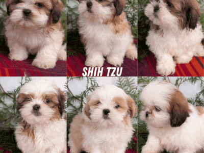 REGISTERED SHIH TZU PUPS