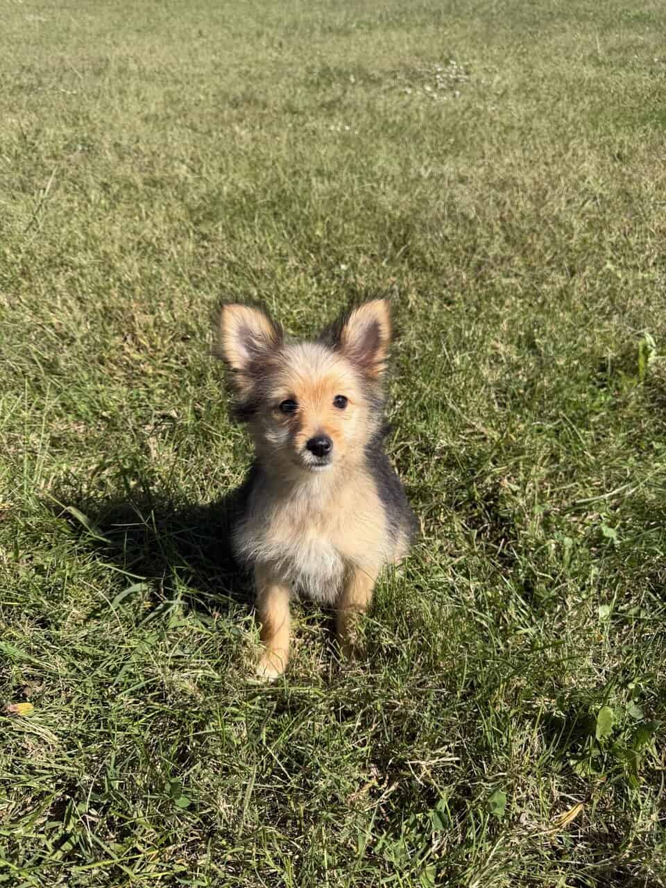 Pomeranian female puppy image 5