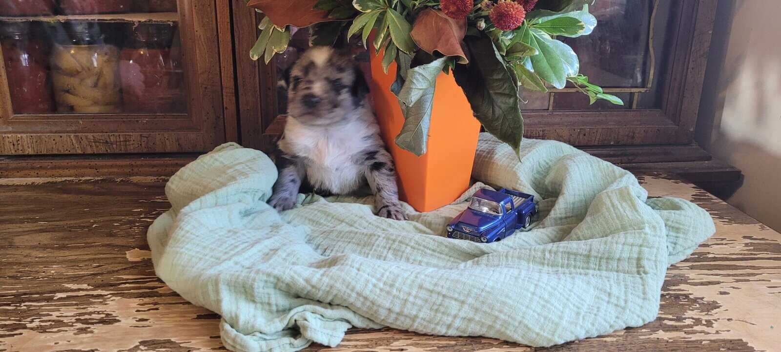 Aussie Puppies image 10