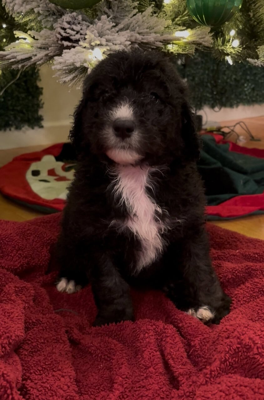 Sheepadoodle puppies image 3