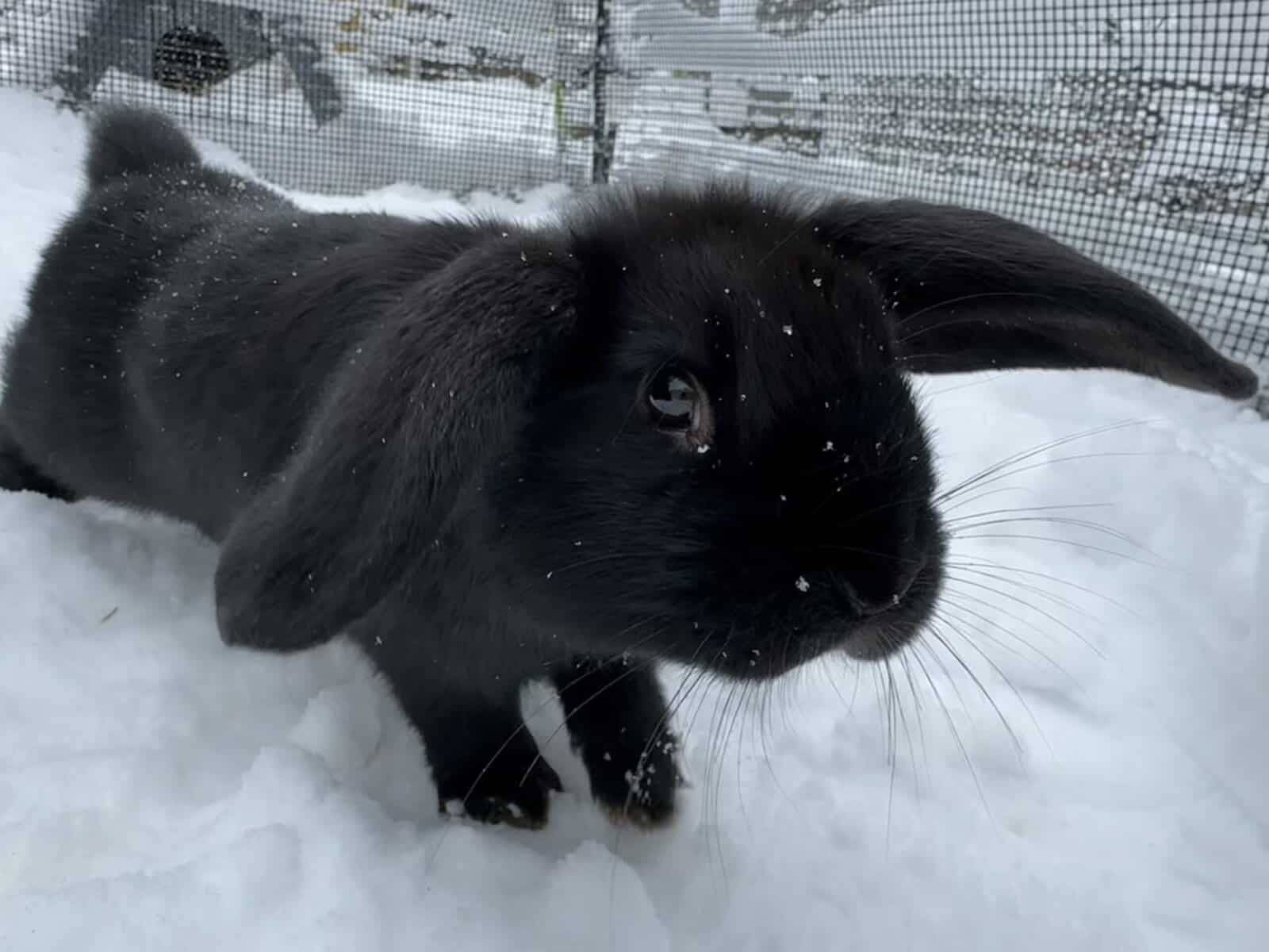Bunnies looking for loving homes image 2