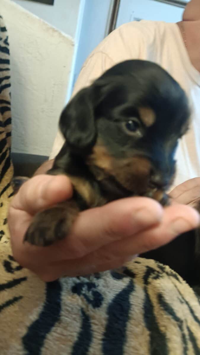 Miniature Doxies Puppies image 2