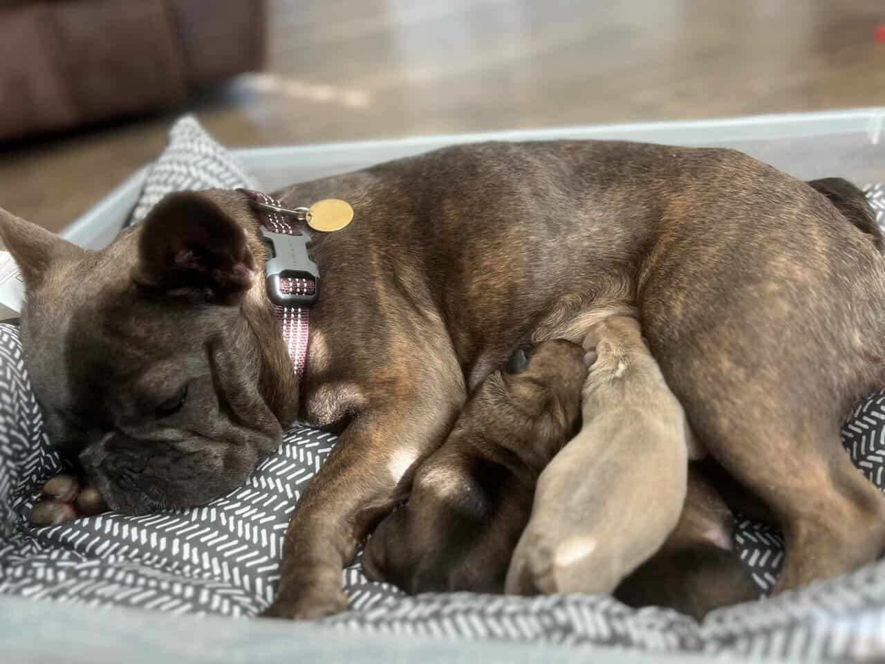 French Bulldog Puppies image 1