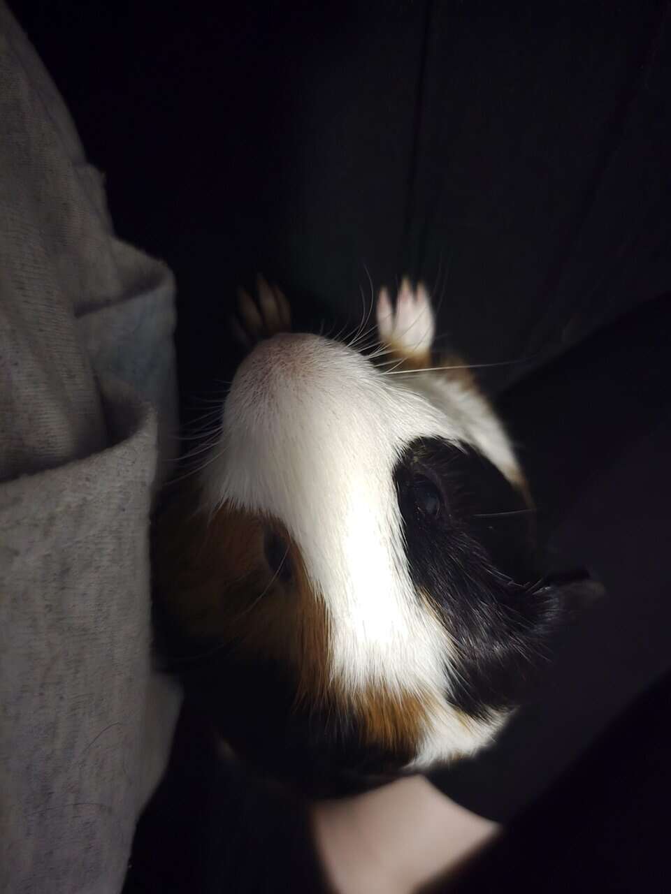 Rehoming 2 guniea pigs image 6