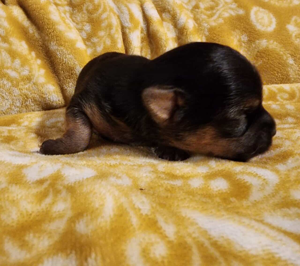 Yochi Puppies image 4