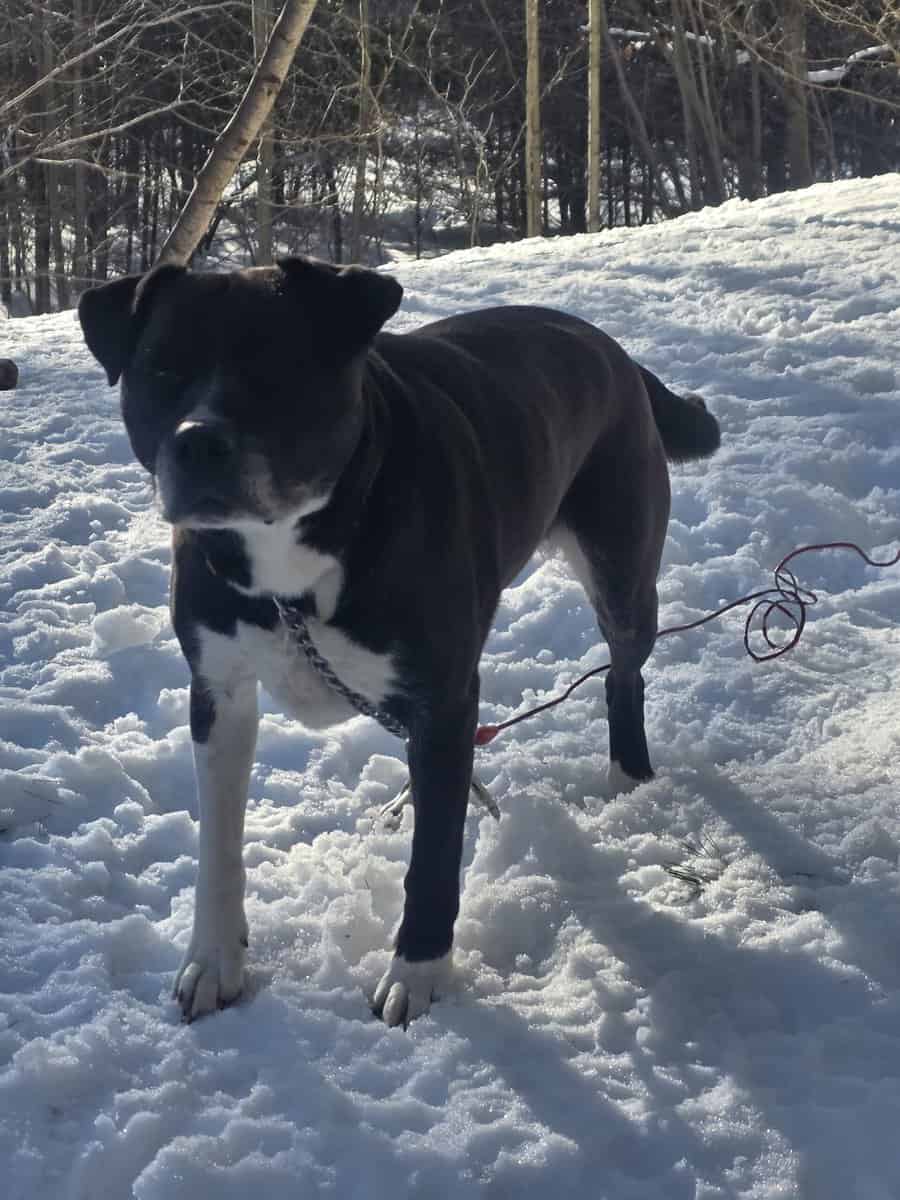 Husky-Lab/American Pitbull Terrier image 7