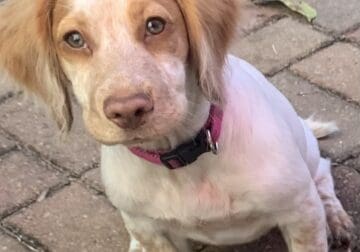 English Cocker Spaniel Puppy