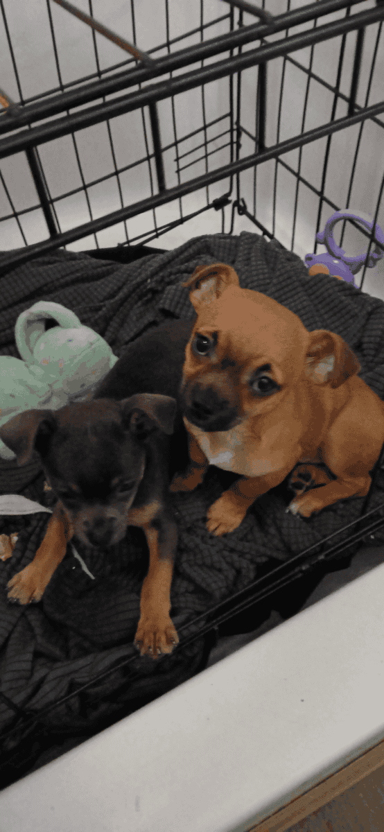 Just in time for the Holidays! Baby Chiweenies! image 3
