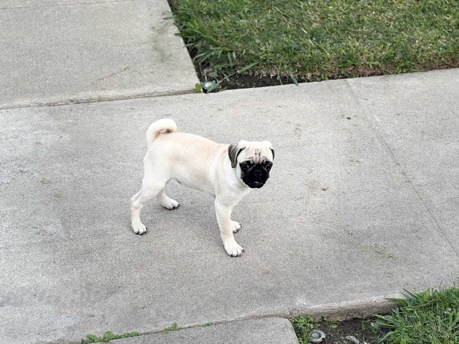 Male Pug pups image 2