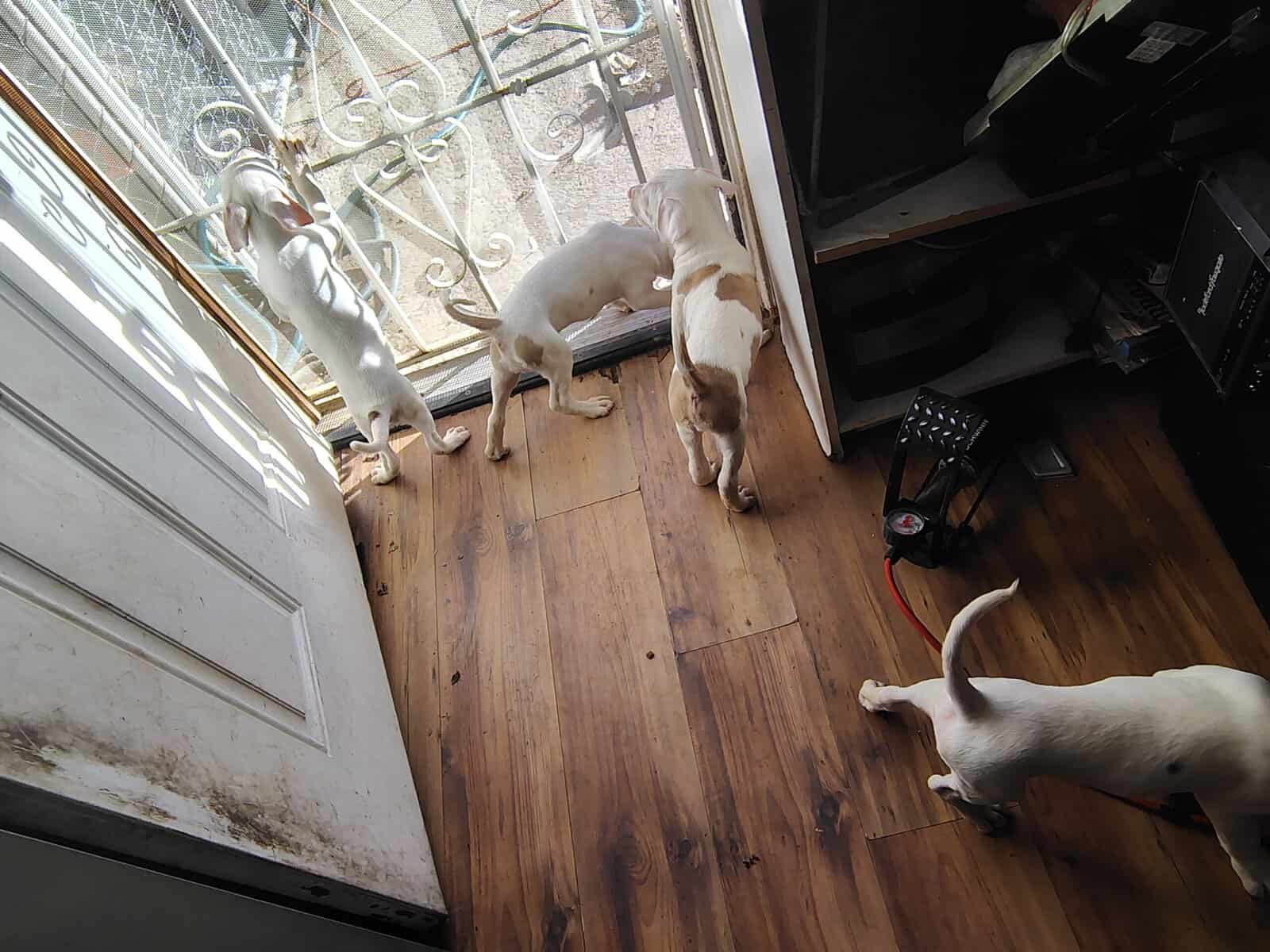 Rehoming-pitbull puppies image 1