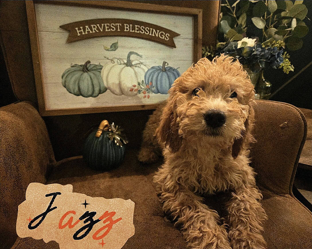 Good As Goldendoodles image 3
