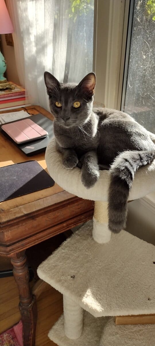 Rare Korat image 1