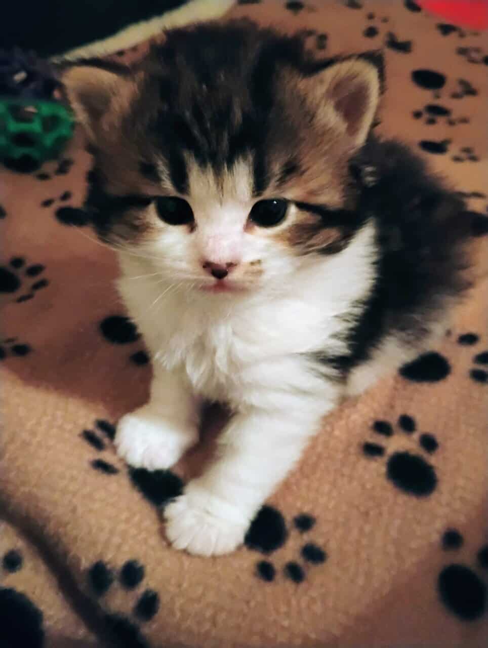 Siberian kittens image 2