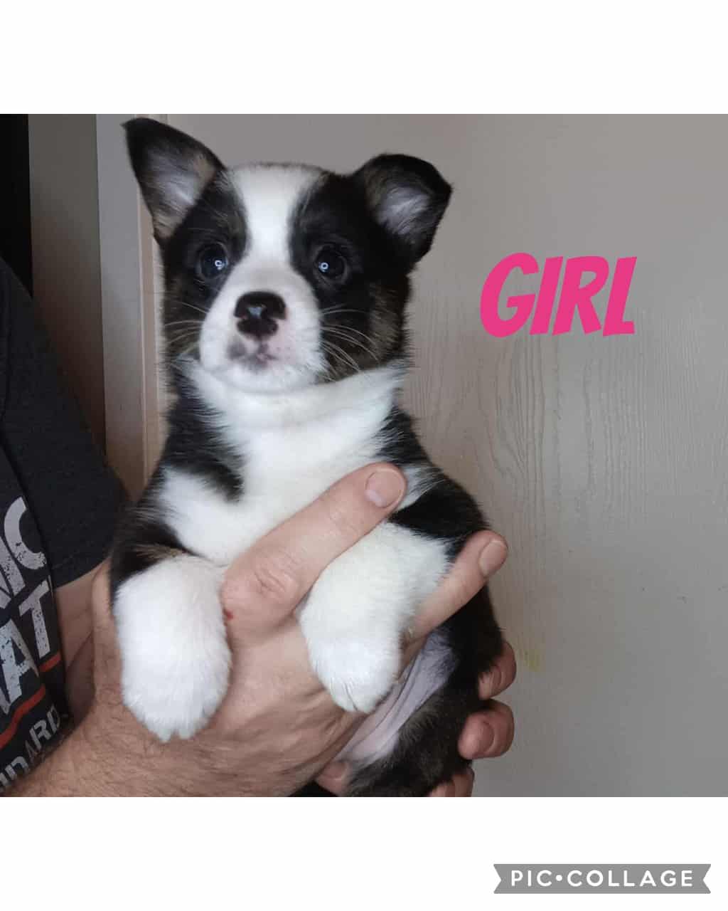 Ckc American Corgis image 3
