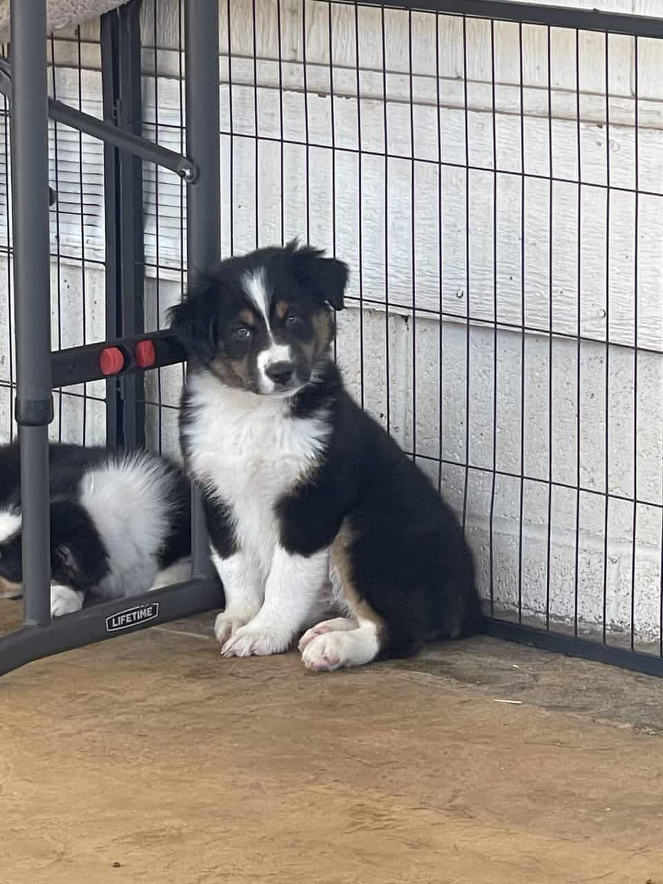 Australian Shepherd Puppy image 2