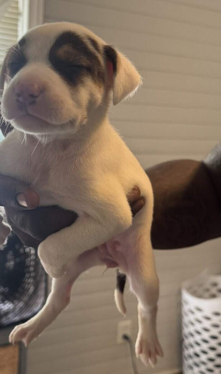 Pitbull puppies 6 weeks image 6