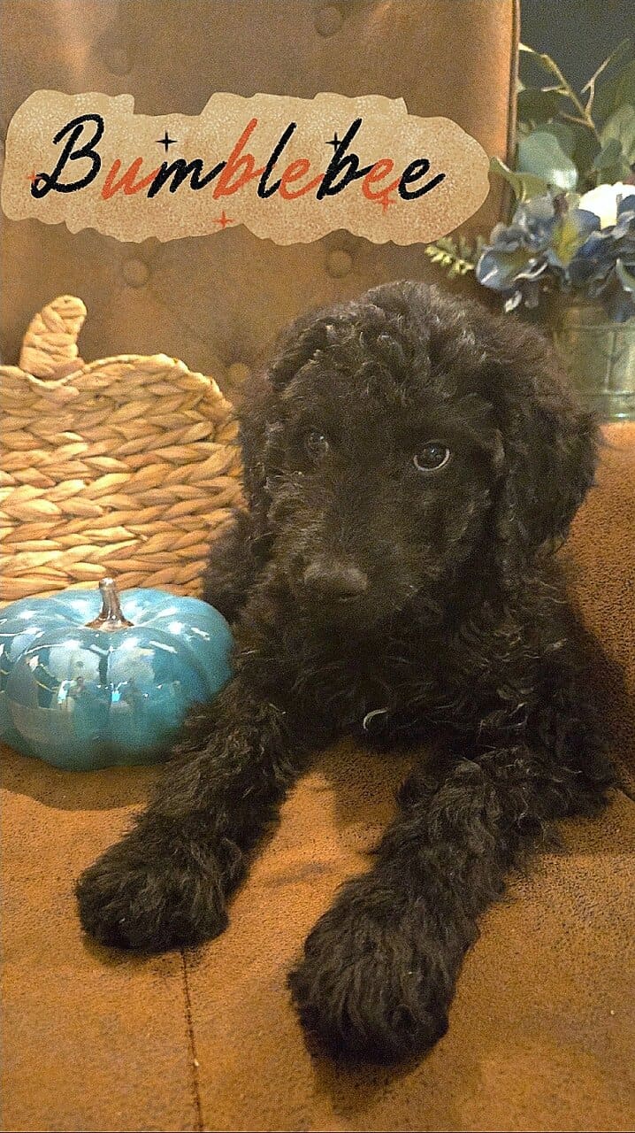 Good As Goldendoodles image 4
