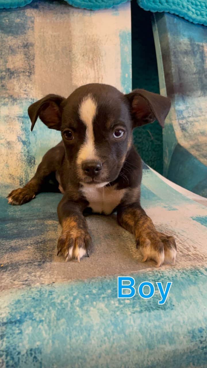 AussTzu Bully Puppies image 4
