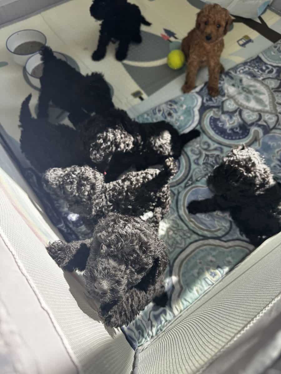 Standard Poodle Puppies – Family Raised – Ready image 2