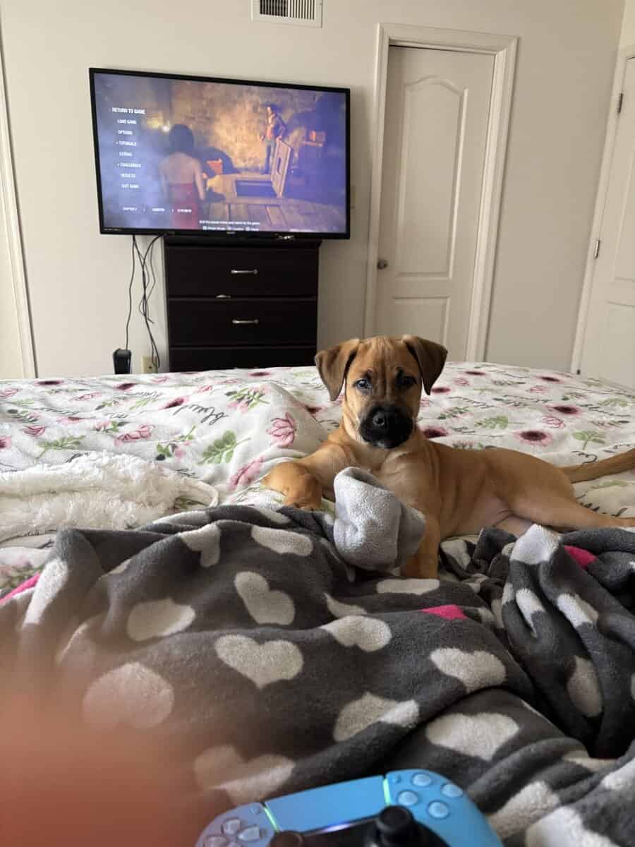 Female German/Lab Mix image 1