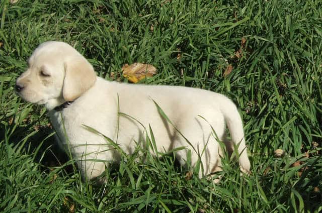 Labrador Puppies, Yellow, AKC Registered. image 1