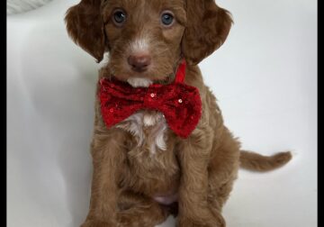 Peppermint Patty Thanksgiving/Christmas Puppy!