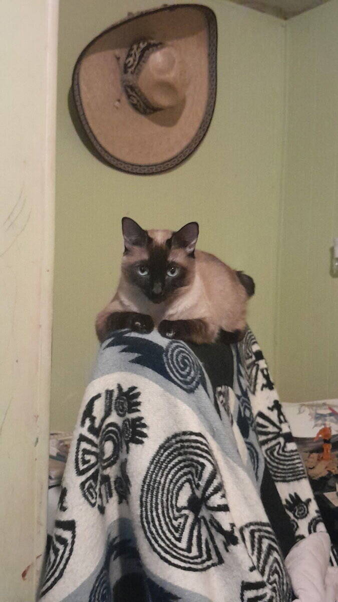 Siamese - Mix image 6