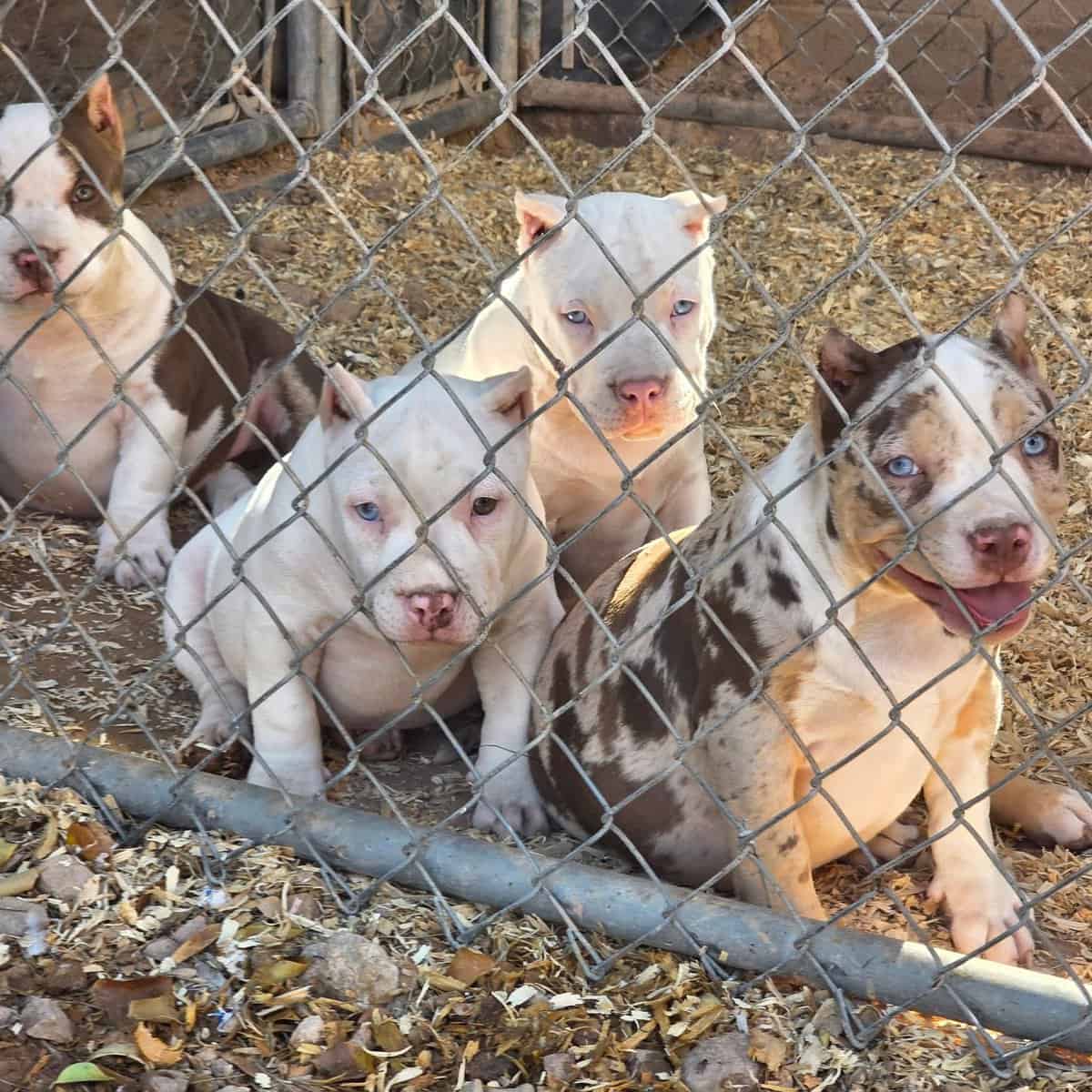 American bully puppys image 5