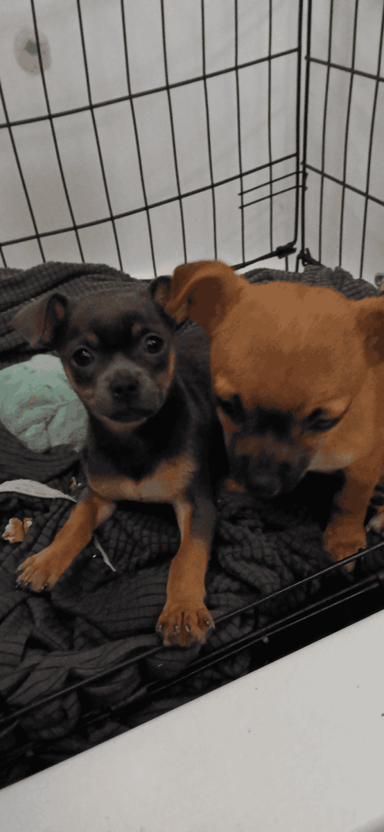 Just in time for the Holidays! Baby Chiweenies! image 2