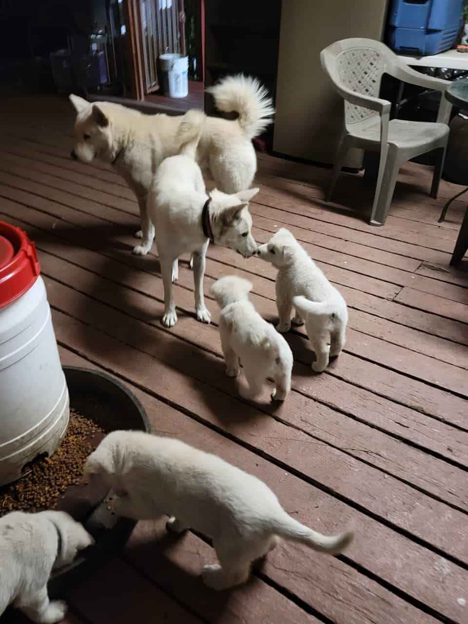 Jindo puppies image 3