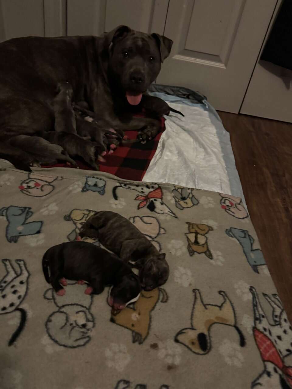 Pitbull Puppies image 1