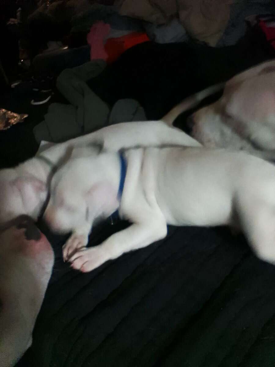 Pitbull Puppies Blue-nose/ Red- nose image 11