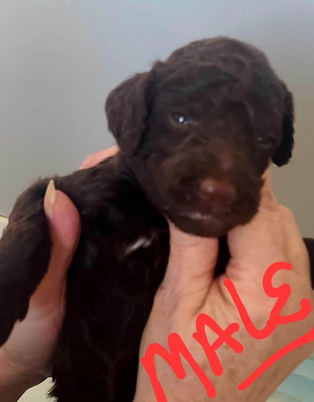 F2b Goldendoodles image 5