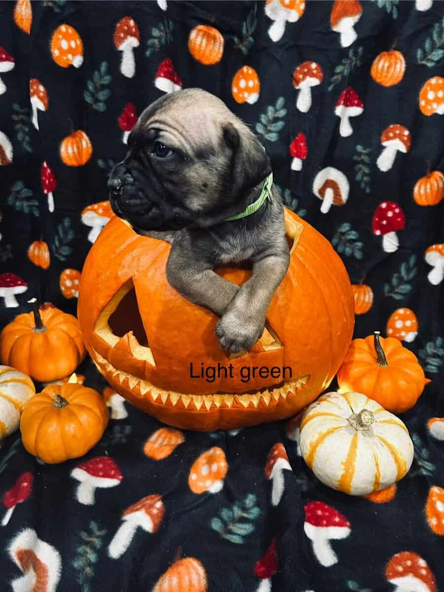 CCC's Kennel Cane Corso Puppies image 21